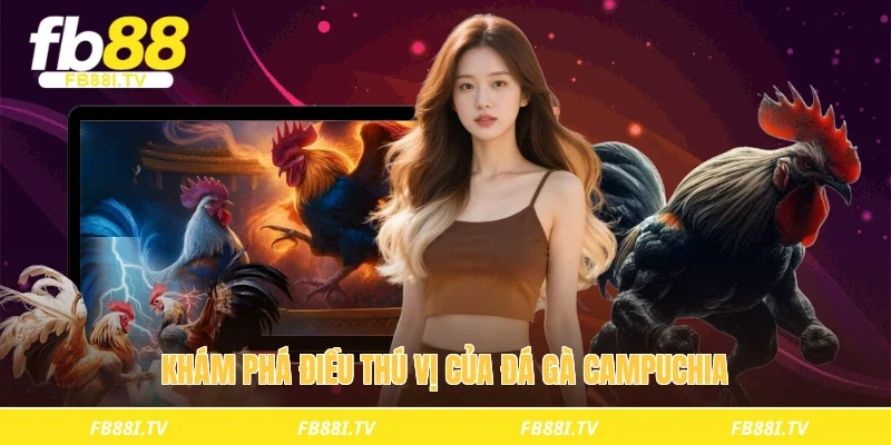 Khám phá điều thú vị của đá gà Campuchia